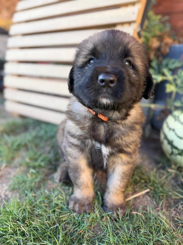 Leonberger na procházce