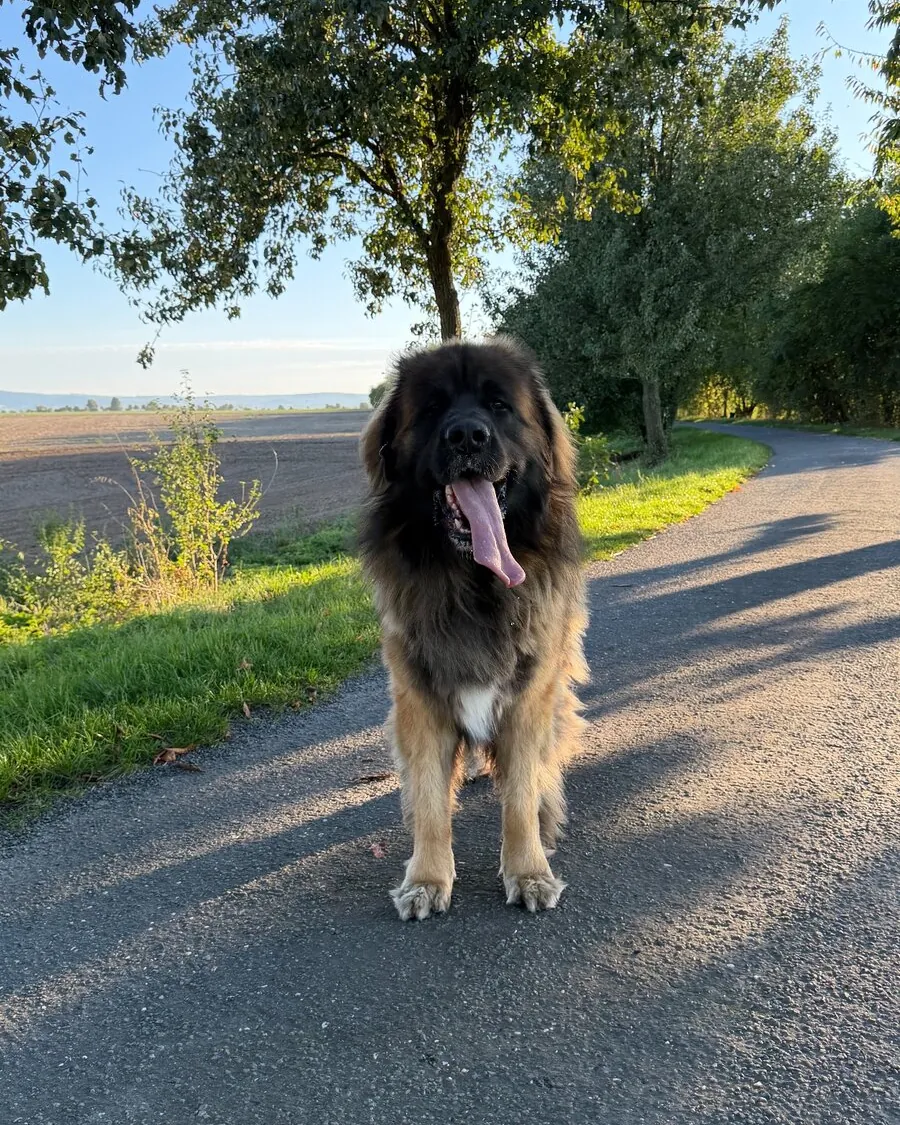 Leonberger na procházce v podvečer