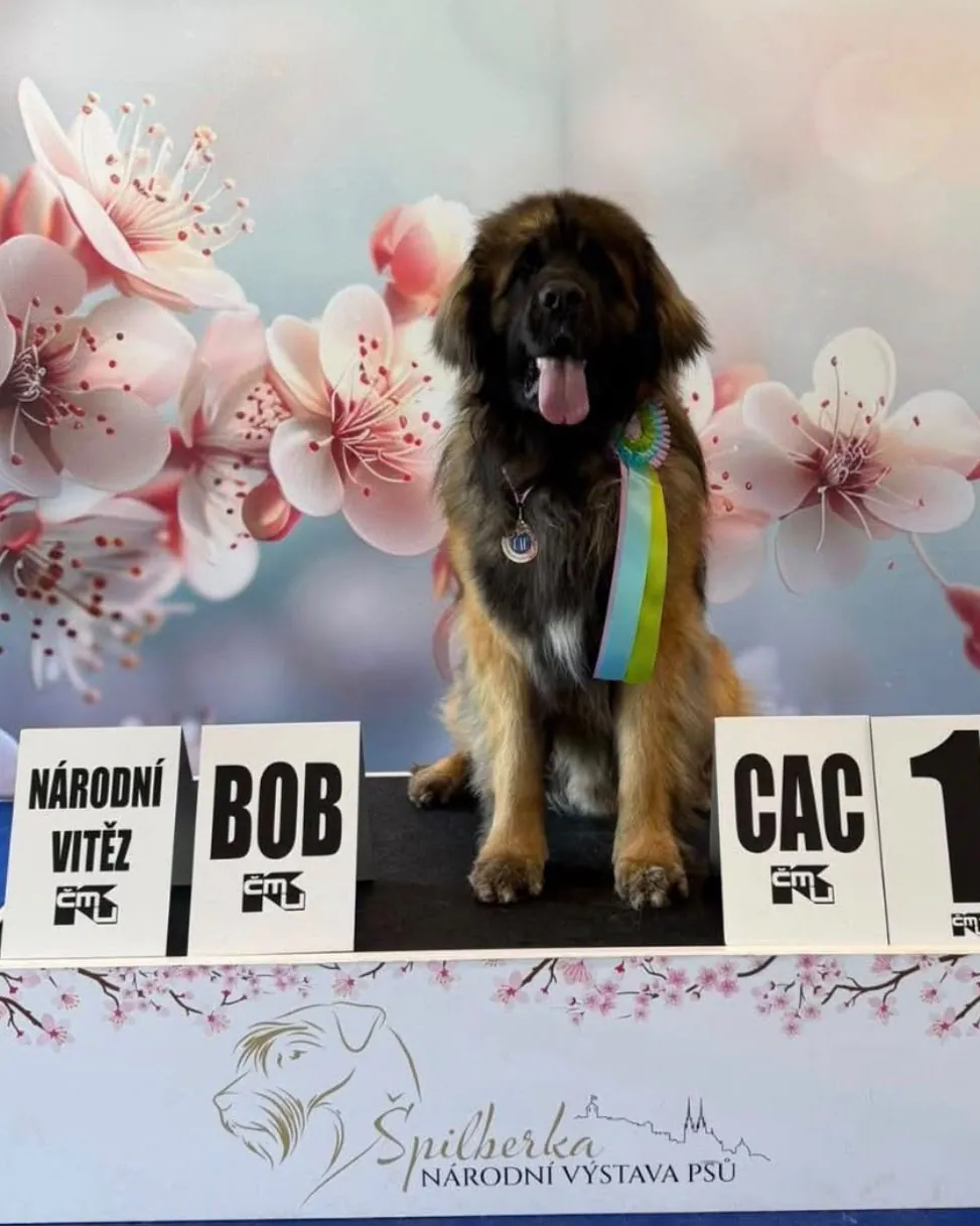 Leonberger s oceněním Národní vítěz, BOB a CAC
