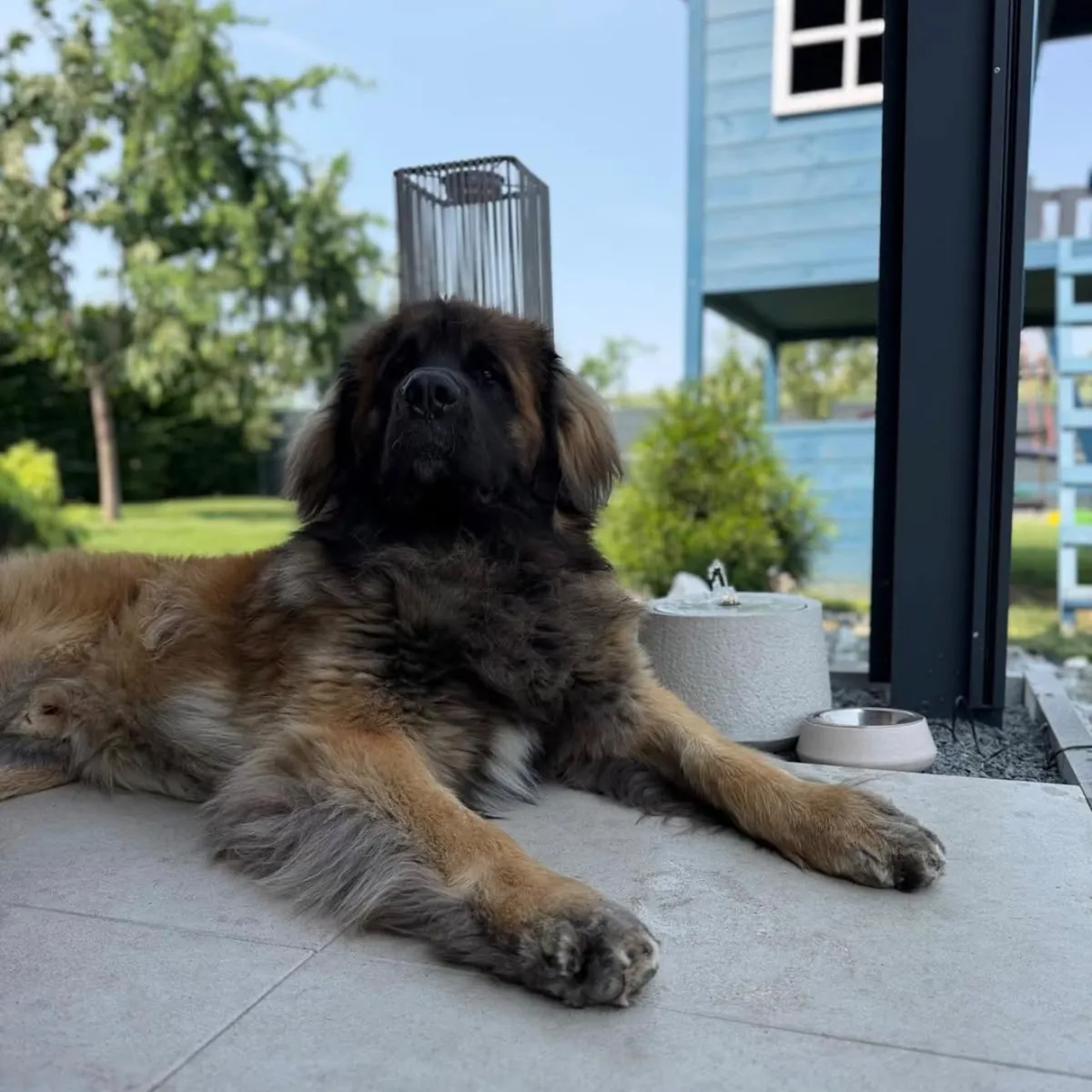 Leonberger odpočívá na terase