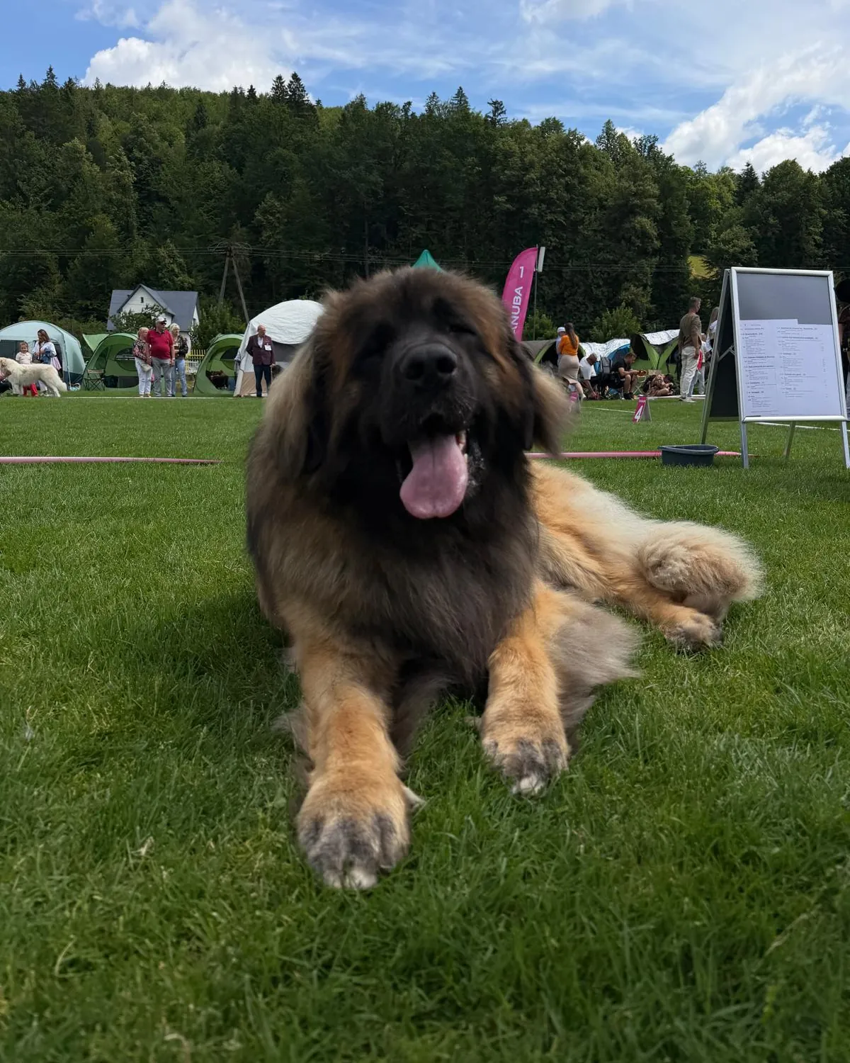 Leonberger z chovatelské stanice Casa del León odpočívá v trávě