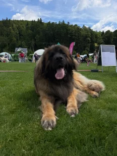 Otec vrhu A – leonberger s medailí
