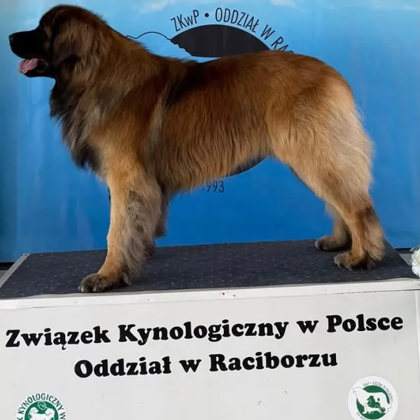 Leonberger na výstavě v Polsku