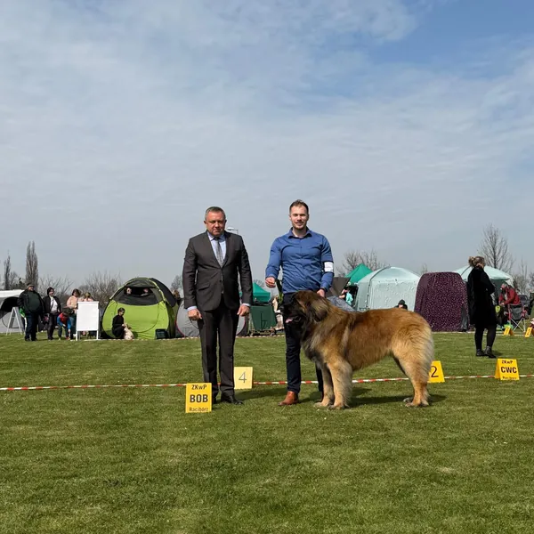 Leonberger ve výstavním kruhu s rozhodčím