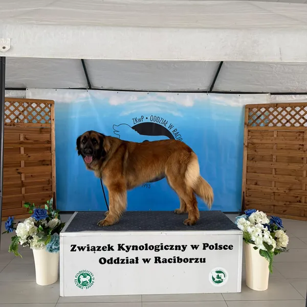 Leonberger na stupních vítězů