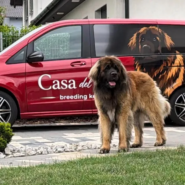 Leonberger u vozu Casa del León